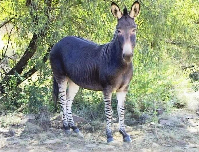 zonkey